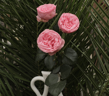 ROSE BR. PINK PIANO 60